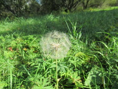 Tragopogon sibiricus