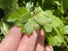 Eriocapitella hupehensis