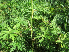 Tragopogon sibiricus