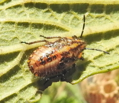 Agonoscelis versicoloratus