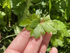 Eriocapitella hupehensis