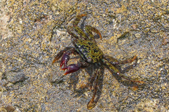 Metopograpsus messor