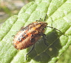 Agonoscelis versicoloratus