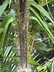 Calamus radicalis