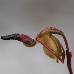 Caleana nigrita