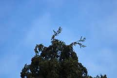 Periparus ater britannicus