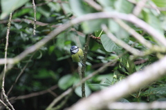 Cyanistes caeruleus obscurus