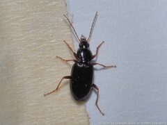 Agonum