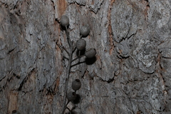 Corymbia trachyphloia