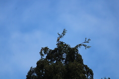 Periparus ater britannicus