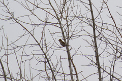 Emberiza rustica