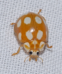 Calvia decemguttata