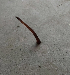 Chtonobdella limbata