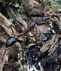 Myrmecia forficata