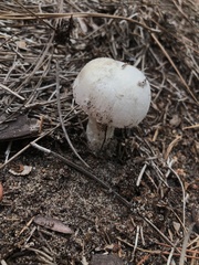 Amidella