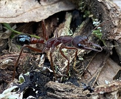 Myrmecia forficata