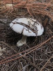 Amidella