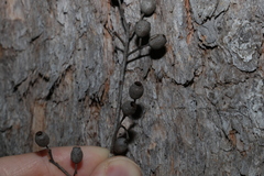 Corymbia trachyphloia