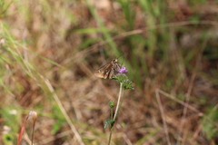 Oligoria maculata