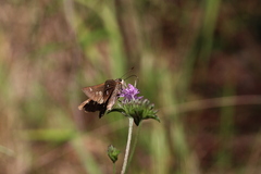 Oligoria maculata