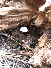 Volvariella bombycina