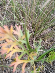 Pelargonium pillansii