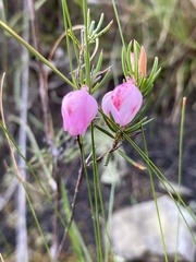 Erica holosericea