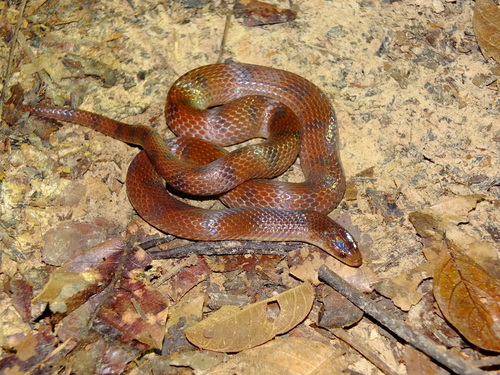 Photo of a Flaming Ground Snake (Atractus flammigerus)