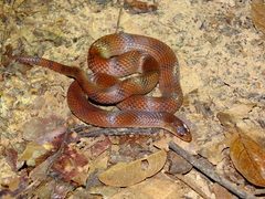 Atractus flammigerus