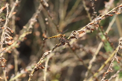 Erythrodiplax minuscula
