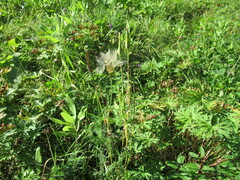 Tragopogon sibiricus