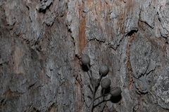 Corymbia trachyphloia