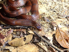 Atractus flammigerus