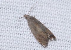 Dichrorampha simpliciana