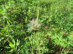 Tragopogon sibiricus
