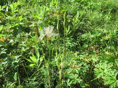 Tragopogon sibiricus