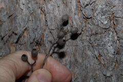 Corymbia trachyphloia