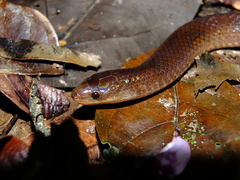 Atractus flammigerus