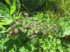 Thalictrum foetidum