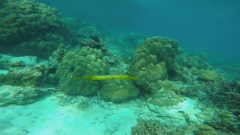 Aulostomus chinensis