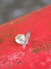 Hygromia cinctella