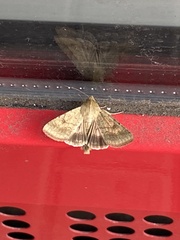 Helicoverpa armigera