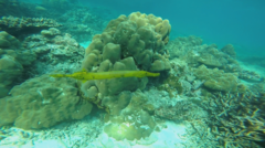 Aulostomus chinensis