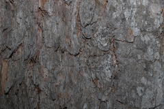 Corymbia trachyphloia