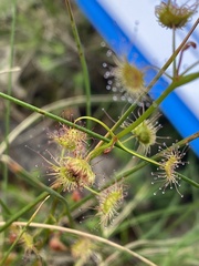 Drosera auriculata