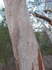 Angophora costata
