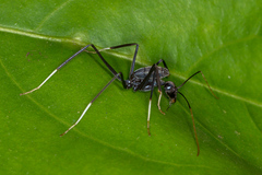Leptomyrmex unicolor