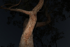 Corymbia trachyphloia