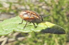 Agonoscelis versicoloratus