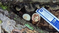 Agaricus leptocaulis